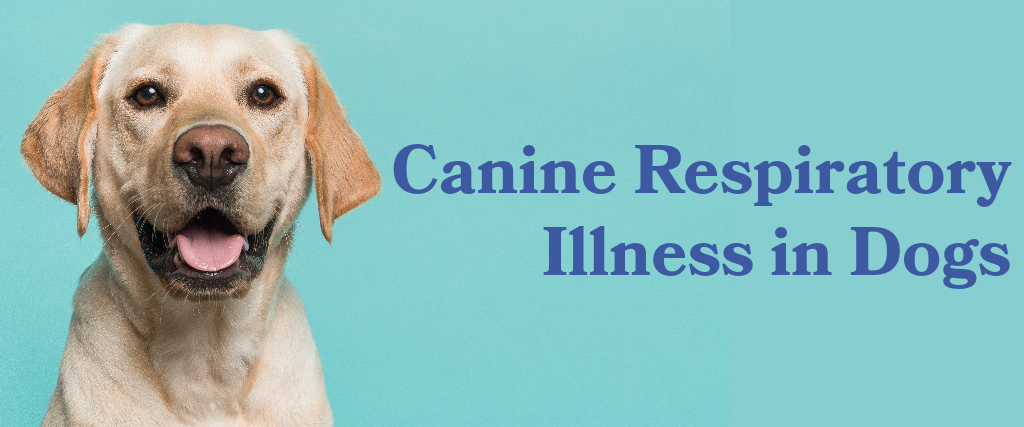 Canine Respiratory Illness In Dogs