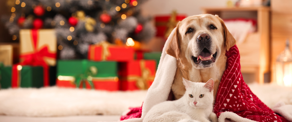 Dog and Cat on Christmas
