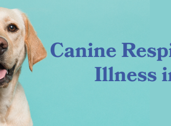 Canine Respiratory Illness in Dogs
