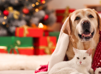 10 Gifts Your Pets (and Pet Lovers) Want This Year!